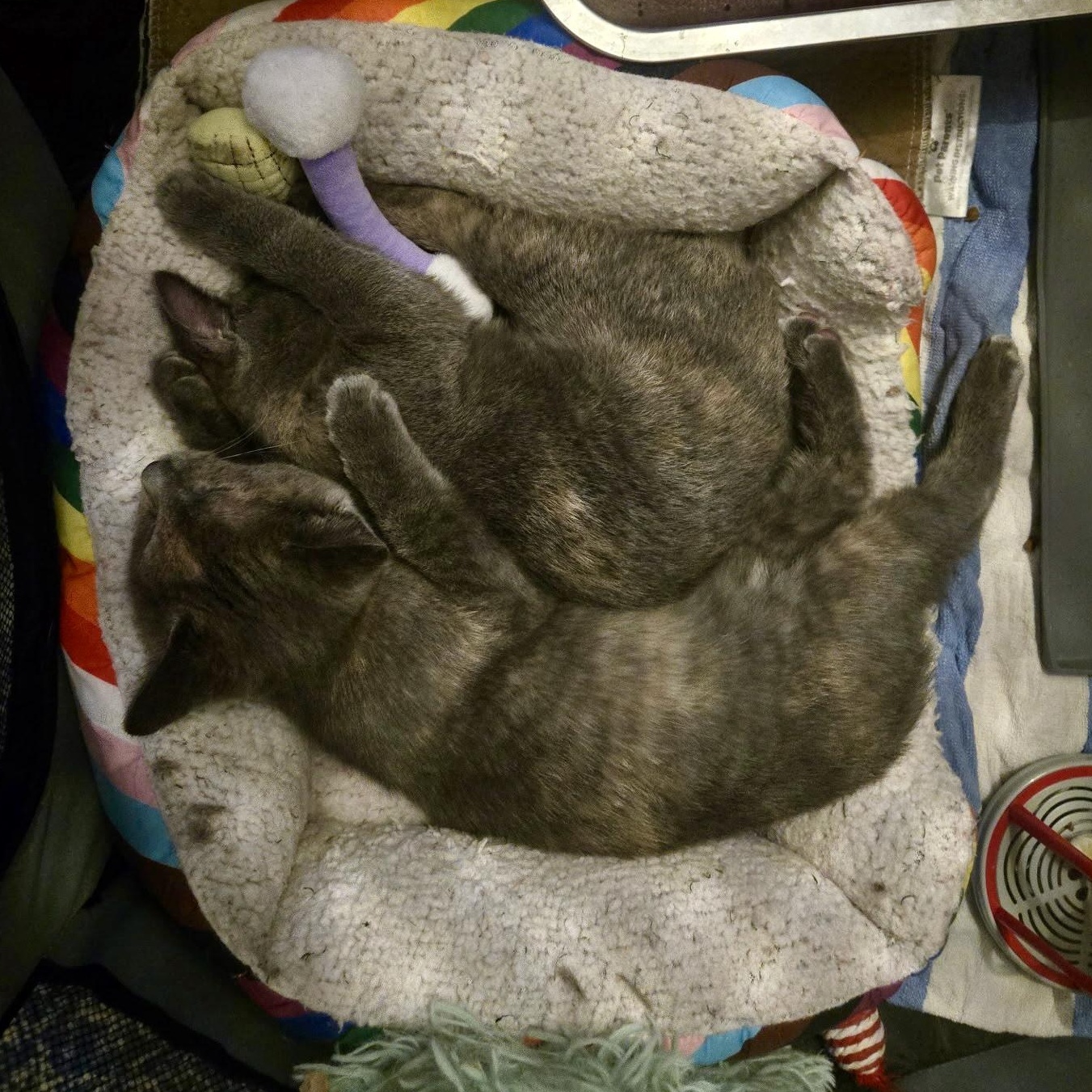 Wonton and Dumpling, an adopted Domestic Short Hair in Flushing, NY image 4/4