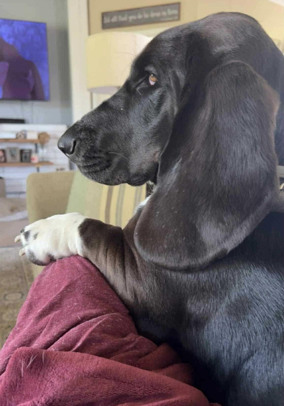 Whalen, a ADOPTABLE Basset Hound in Auburndale, FL image 3/4