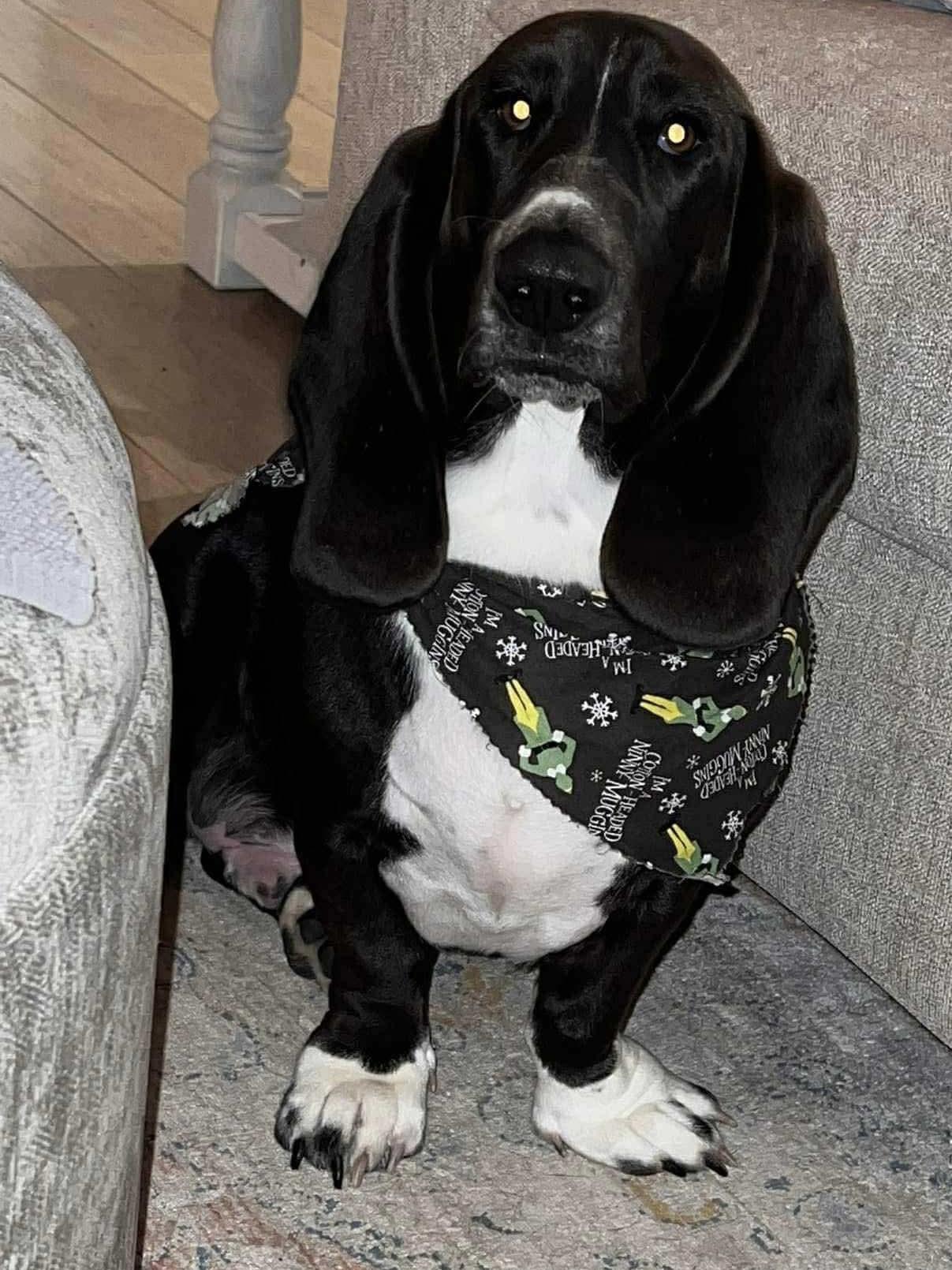 Whalen, a ADOPTABLE Basset Hound in Auburndale, FL image 4/4