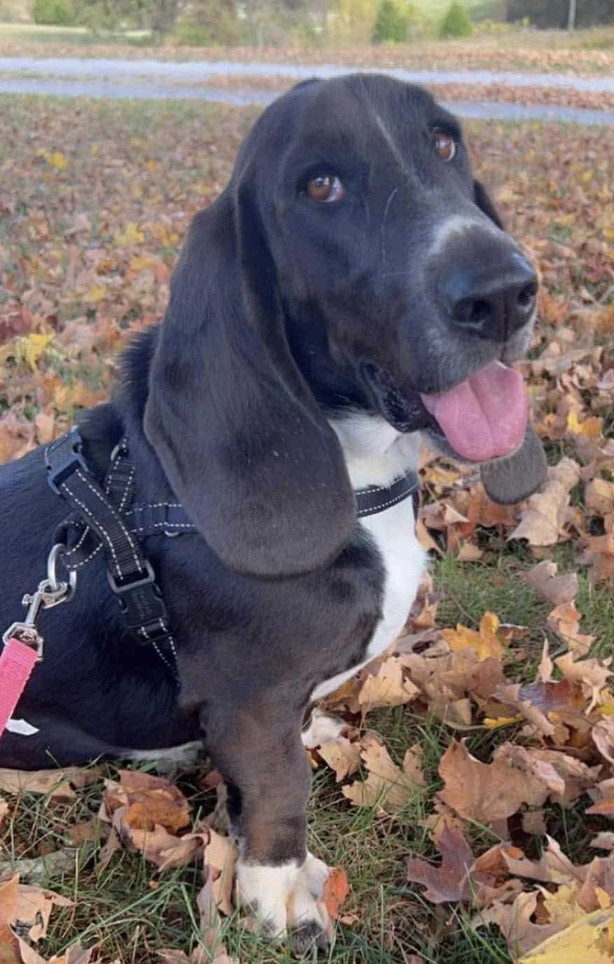 Whalen, ADOPTABLE, Adult Male Basset Hound.