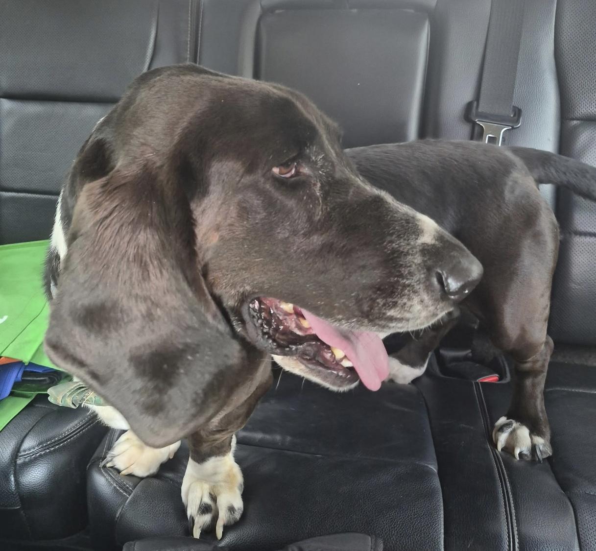 Whalen, a ADOPTABLE Basset Hound in Auburndale, FL image 2/4