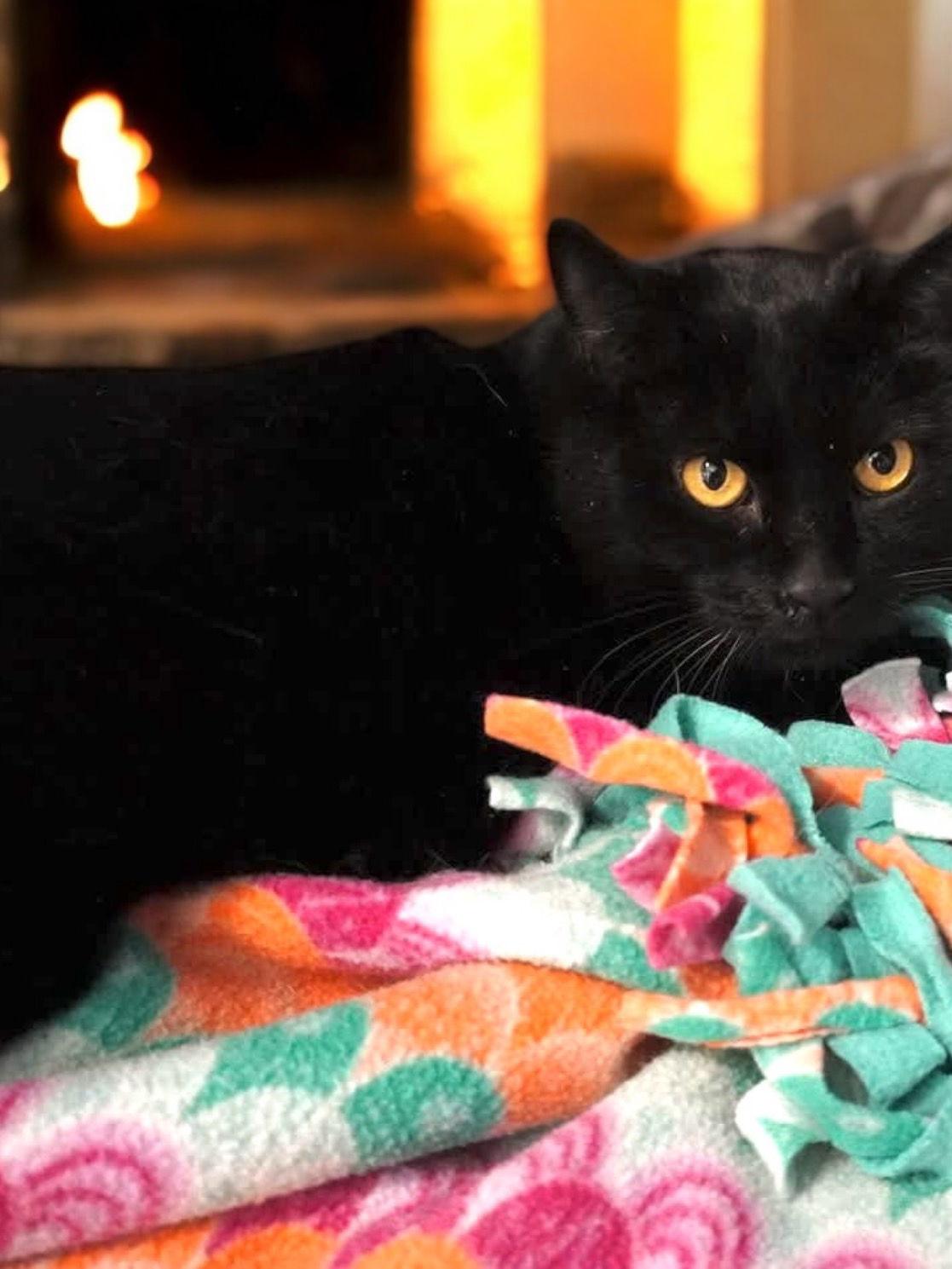 Orion, Adopted, Adult Male Domestic Short Hair.