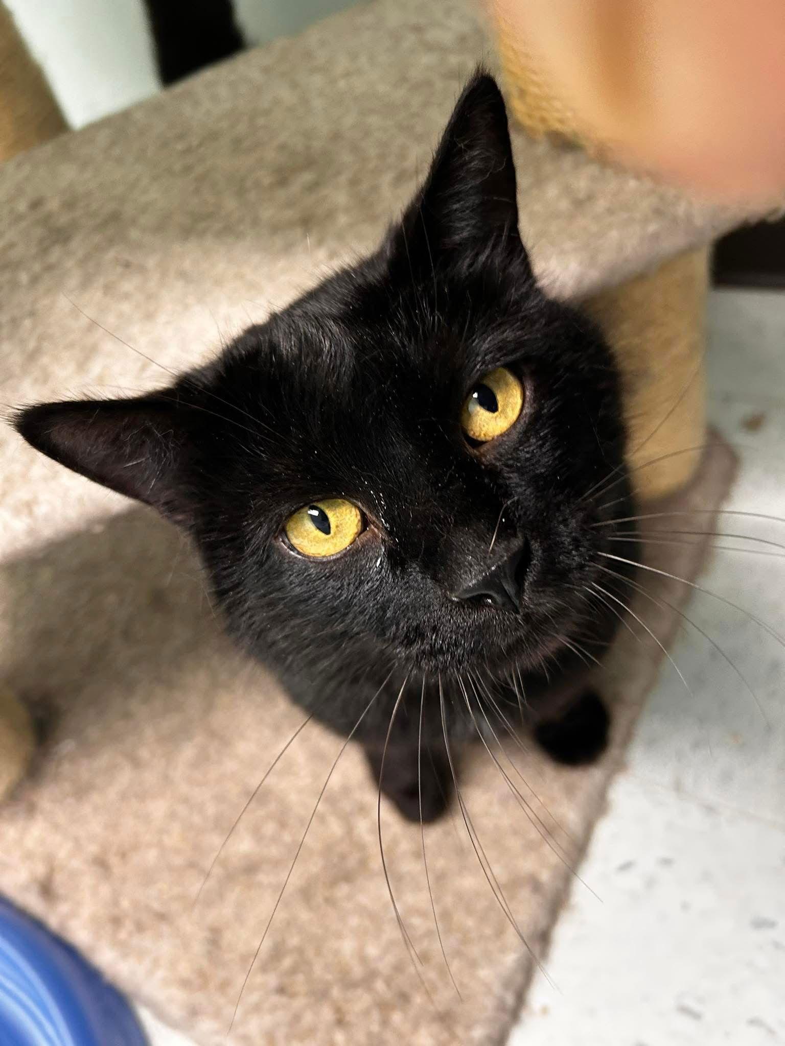 Orion, a Adopted Domestic Short Hair in Champaign, IL image 2/3