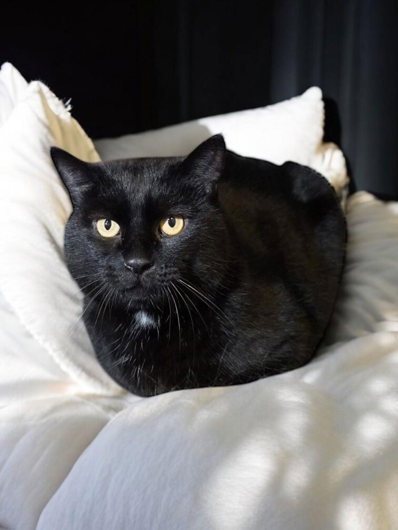 Orion, a Adopted Domestic Short Hair in Champaign, IL image 3/3