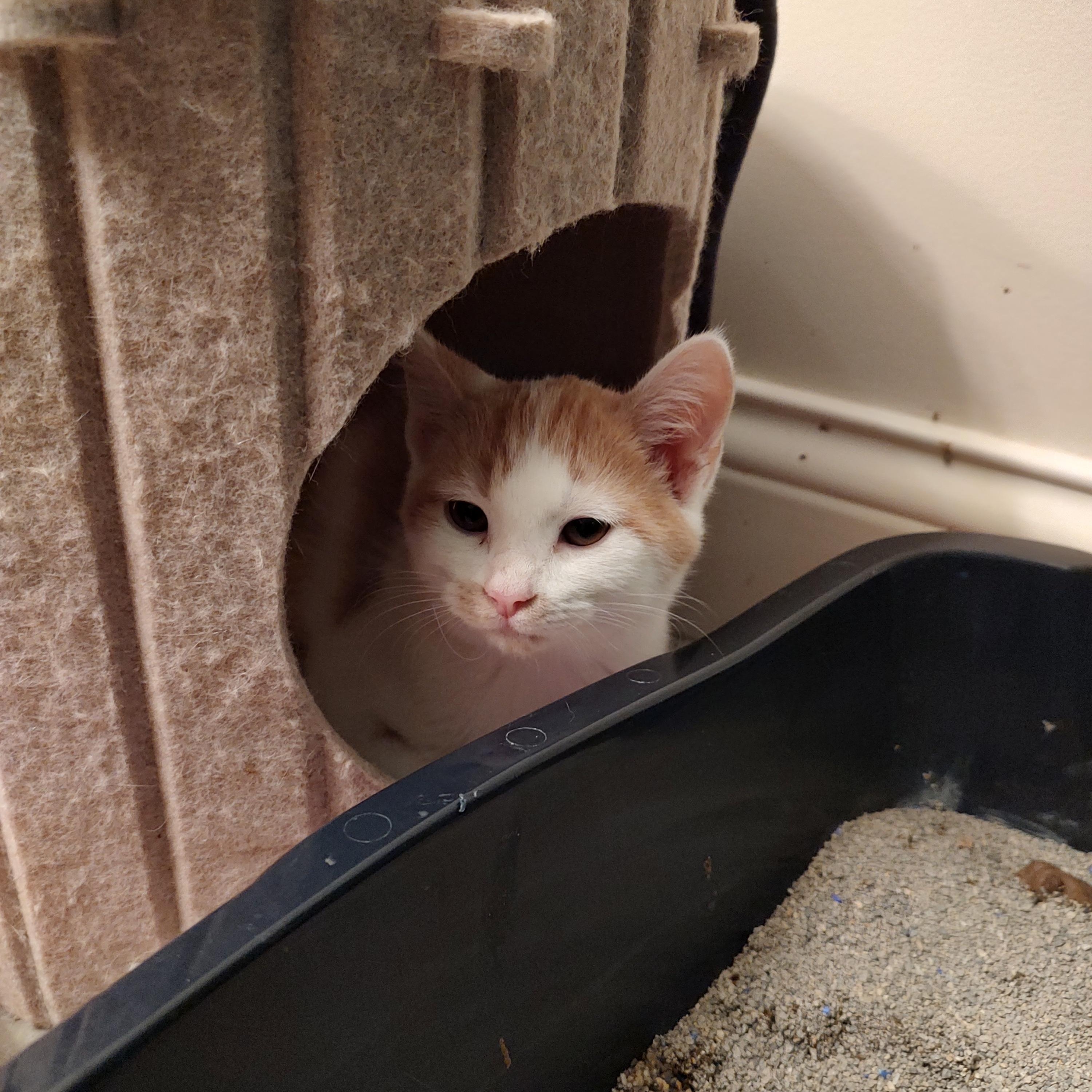 Enlarge PJ, a Adoptable Tabby in Harned, KY image 2/3