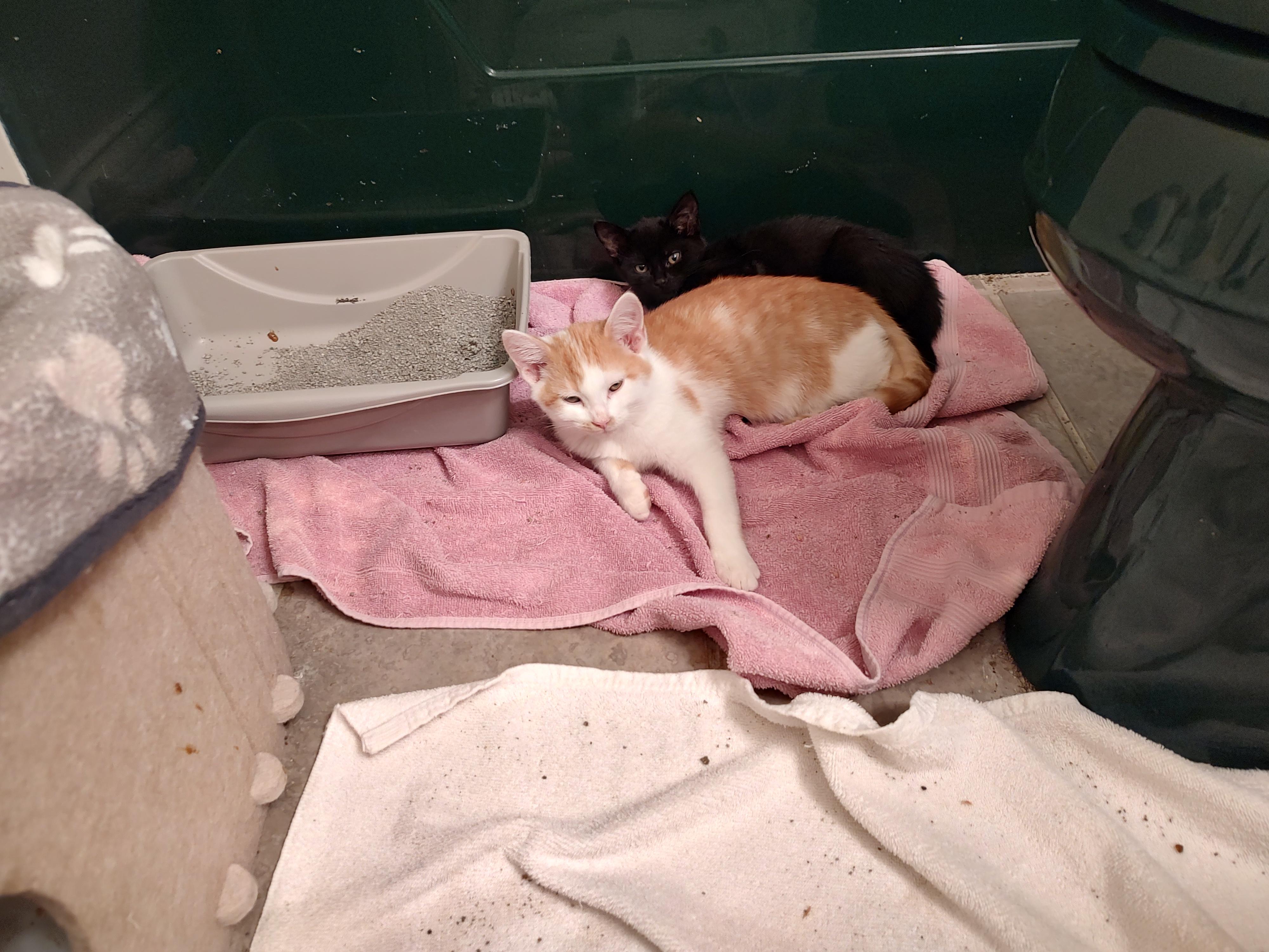 Enlarge PJ, a Adoptable Tabby in Harned, KY image 3/3