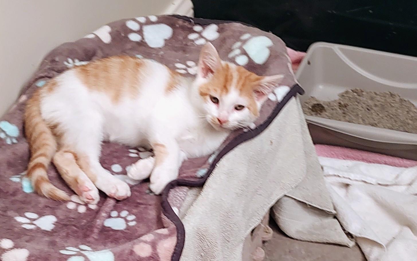 PJ, Adoptable, Kitten Male Tabby.