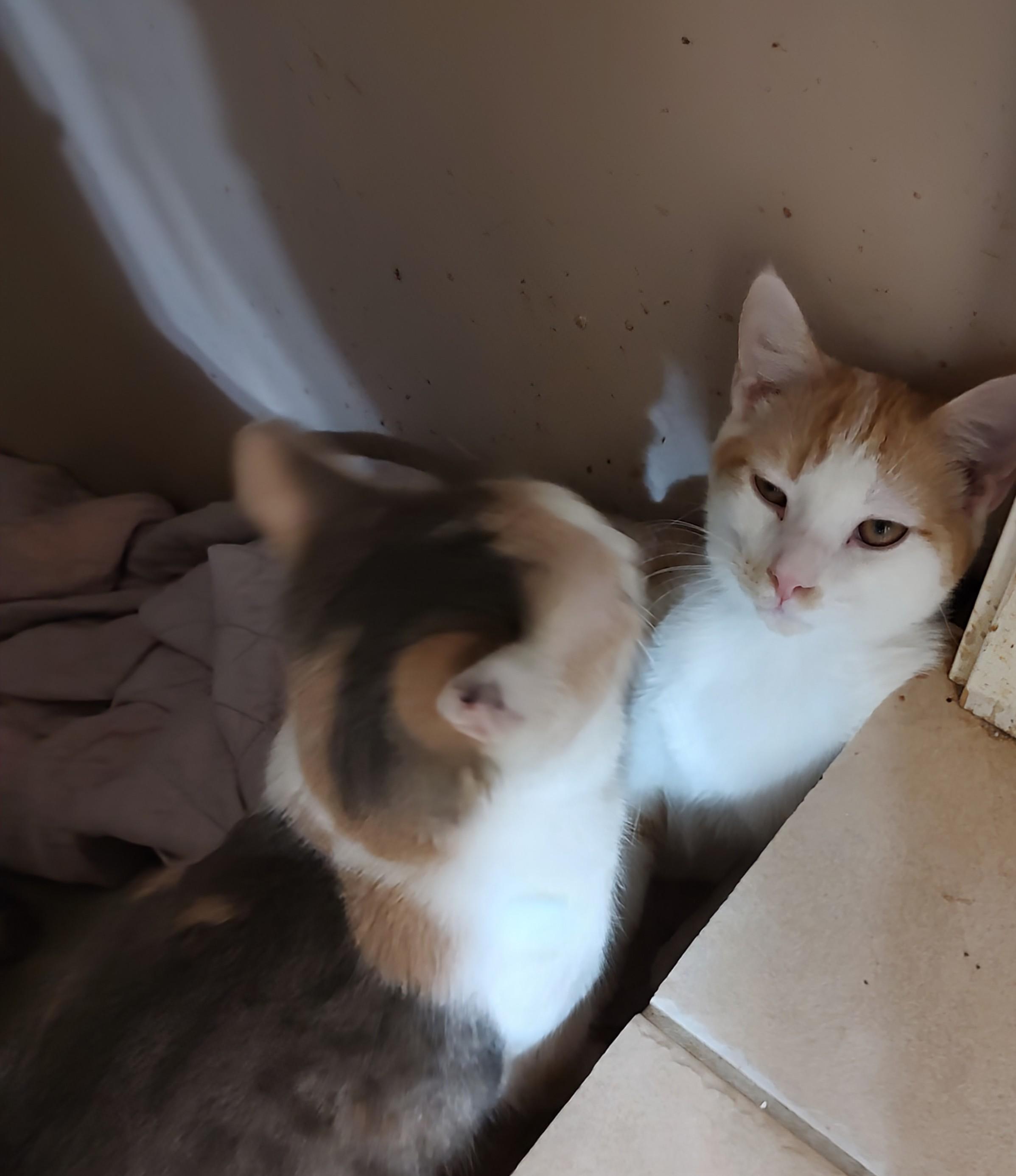 Enlarge PJ, a Adoptable Tabby in Harned, KY image 3/4