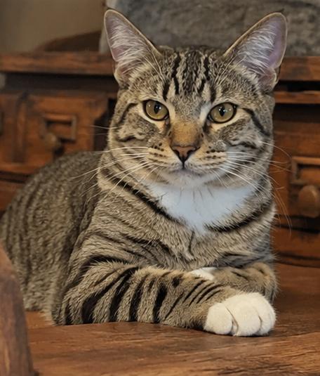 Columbo, a Adoptable Domestic Short Hair in Fort Worth, TX image 2/5