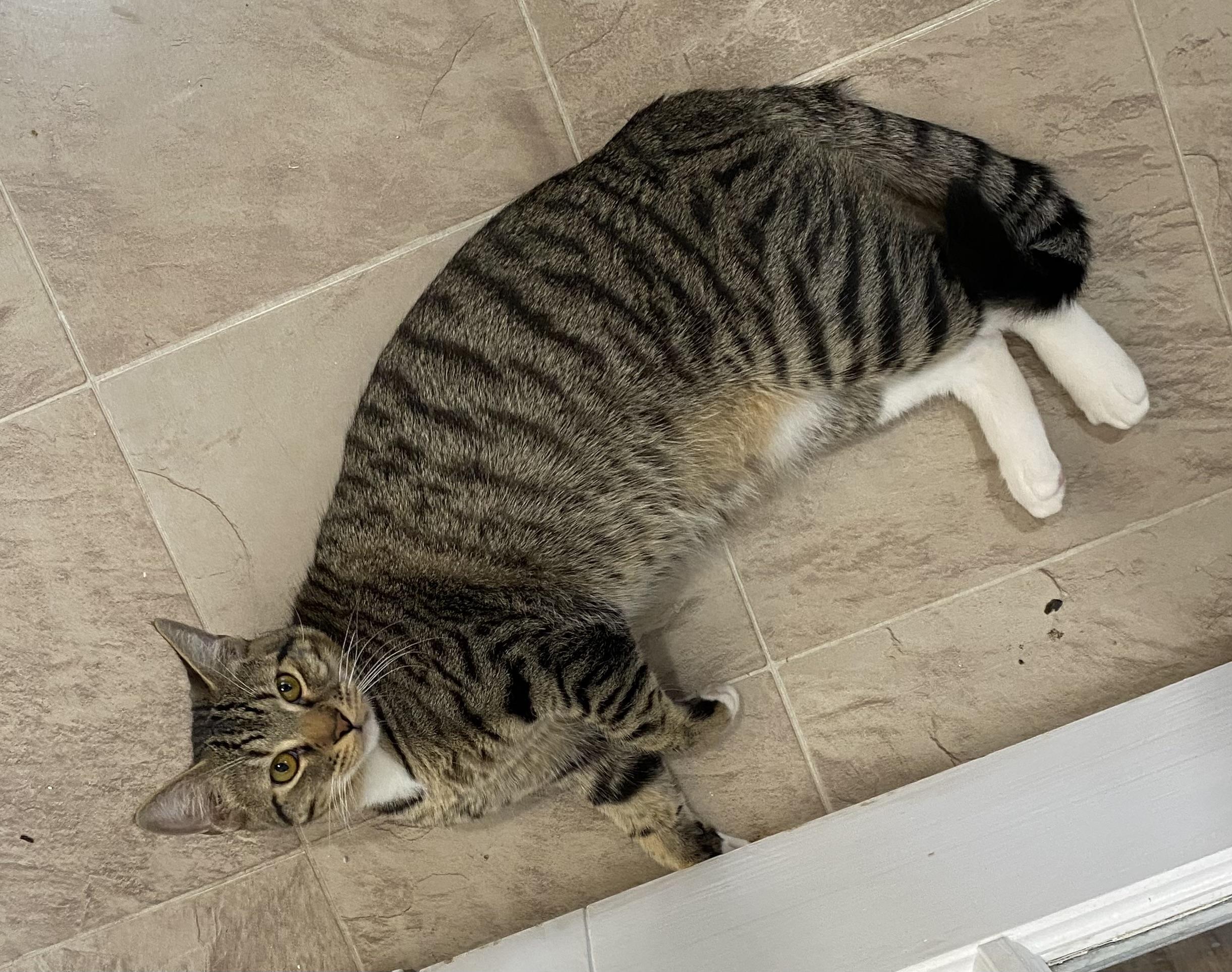 Columbo, a Adoptable Domestic Short Hair in Fort Worth, TX image 4/5