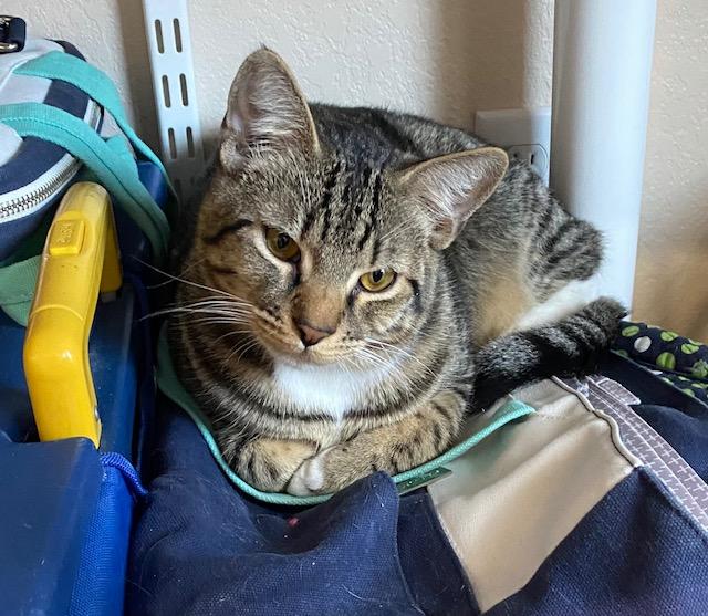 Columbo, a Adoptable Domestic Short Hair in Fort Worth, TX image 5/5