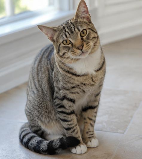 Columbo, Adoptable, Adult Male Domestic Short Hair.
