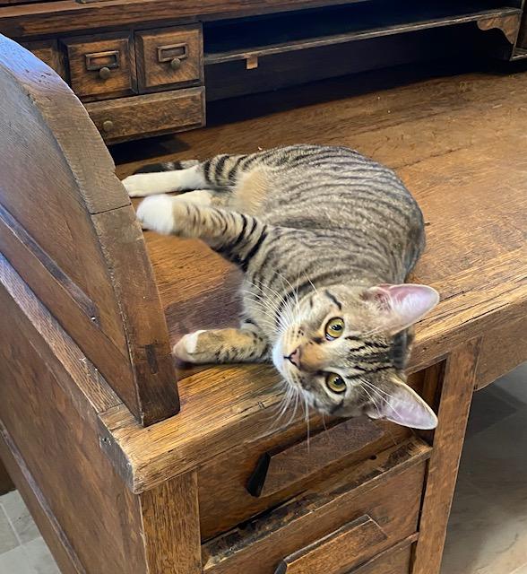 Columbo, a Adoptable Domestic Short Hair in Fort Worth, TX image 3/5
