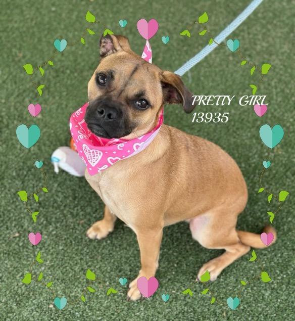 Enlarge PRETTY GIRL, an adopted mixed breed in Marietta, GA image 2/6