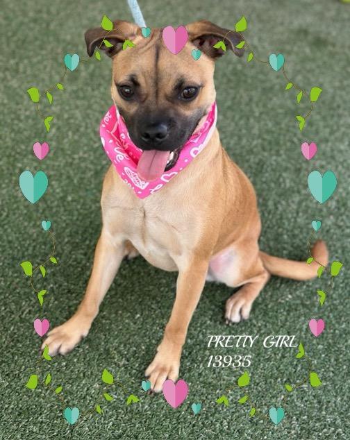 Enlarge PRETTY GIRL, an adopted mixed breed in Marietta, GA image 3/6