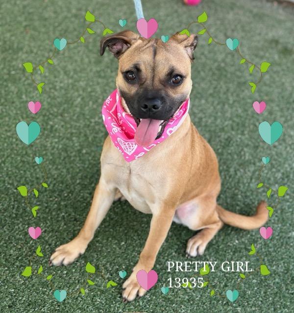 Enlarge PRETTY GIRL, an adopted mixed breed in Marietta, GA image 5/6
