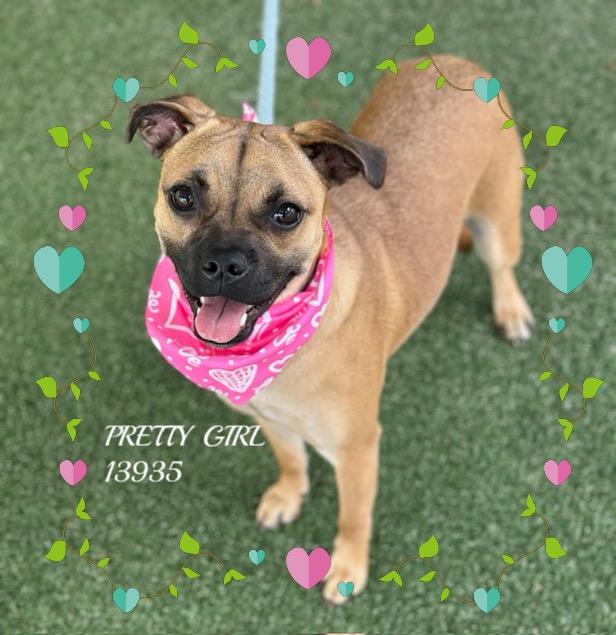 Enlarge PRETTY GIRL, an adopted mixed breed in Marietta, GA image 1/6