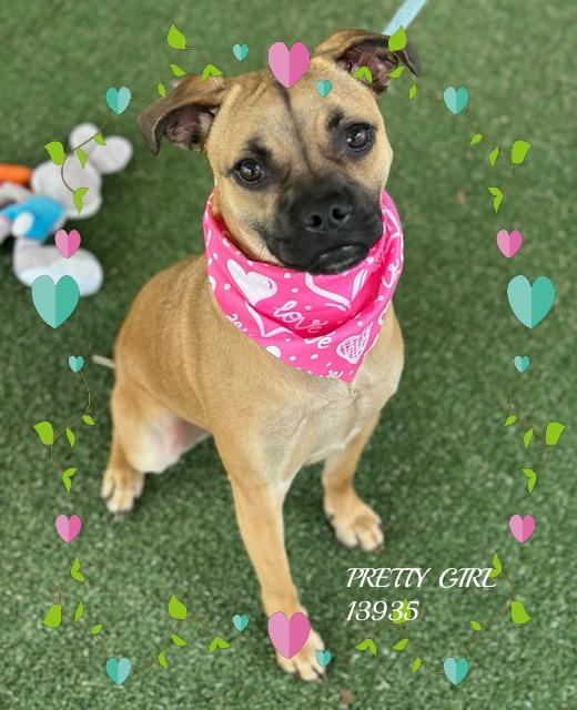 Enlarge PRETTY GIRL, an adopted mixed breed in Marietta, GA image 6/6