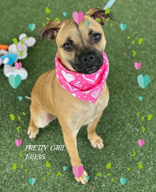Enlarge PRETTY GIRL, an adopted mixed breed in Marietta, GA image 4/6