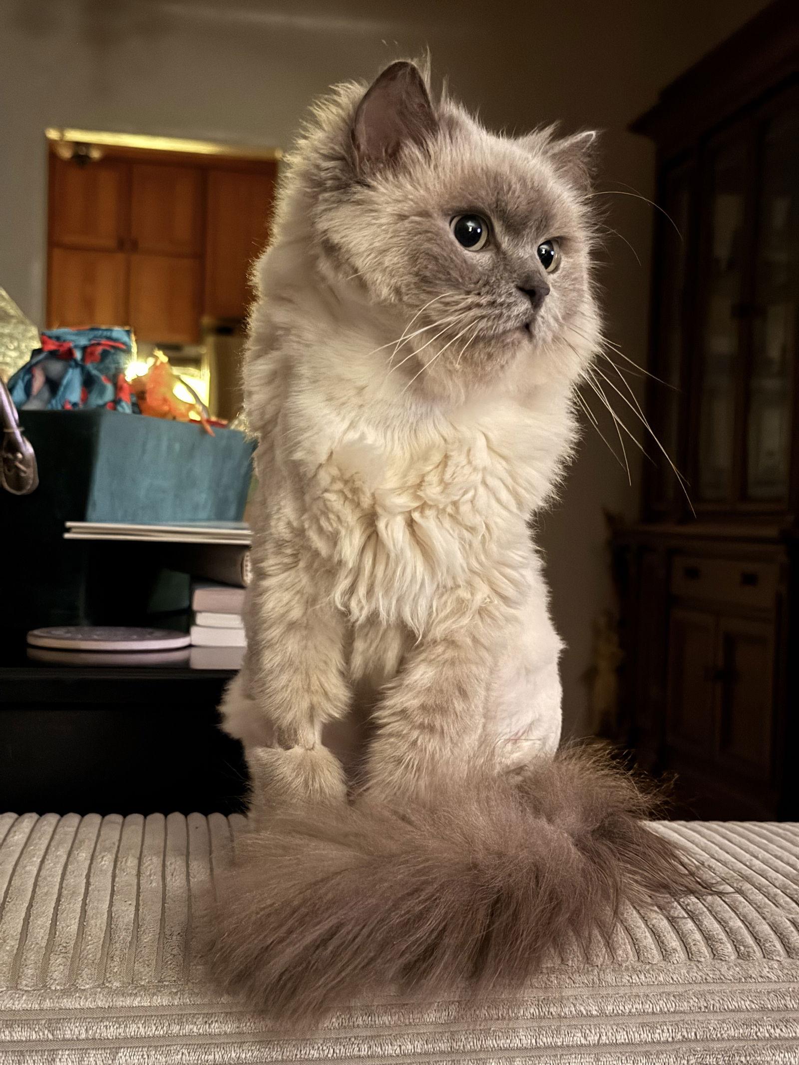 Princess Froggie thumbnail 3