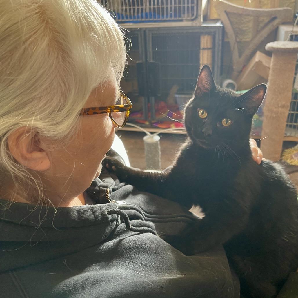 Enlarge Rune, a Adoptable Domestic Short Hair in Park Falls, WI image 1/5