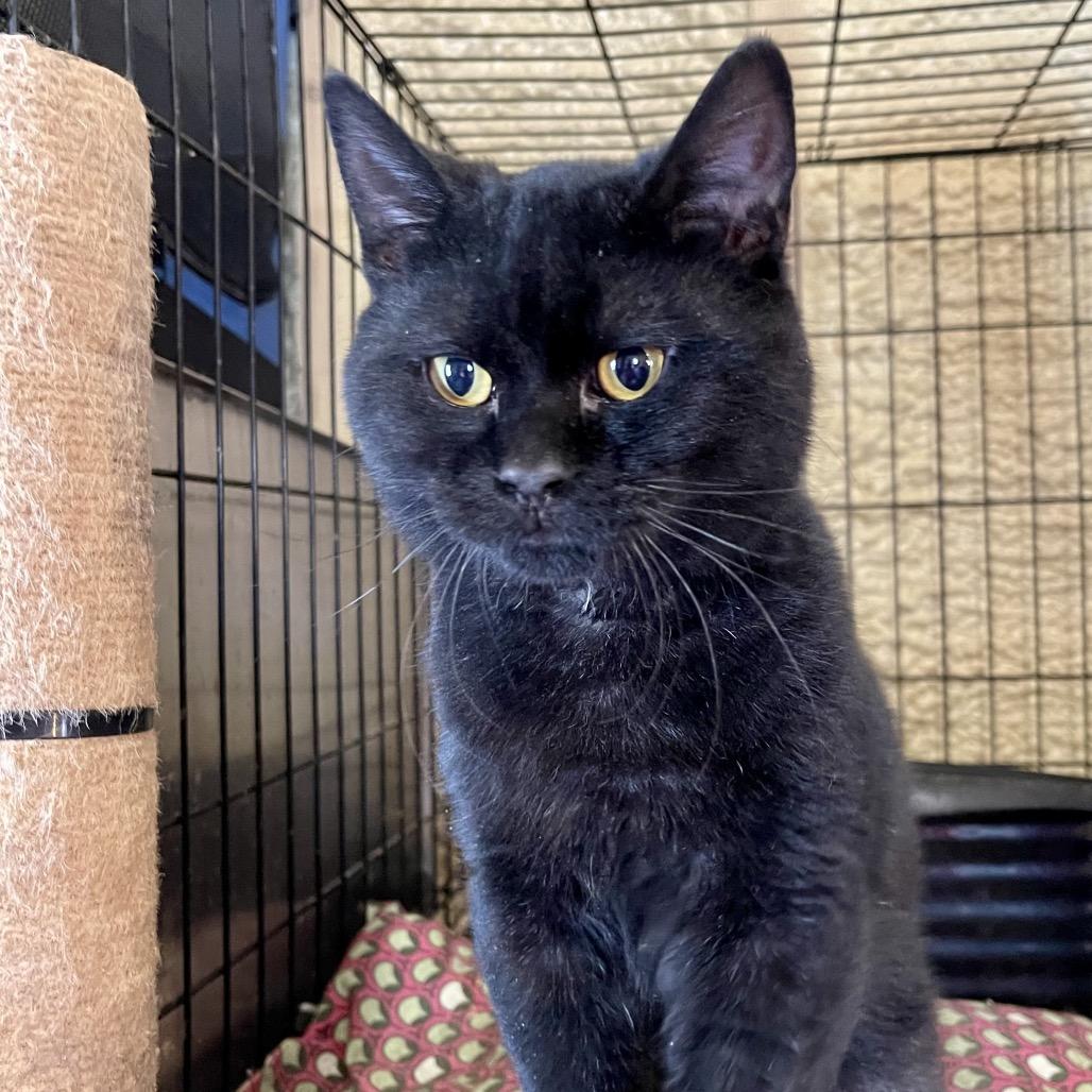 Enlarge Rune, a Adoptable Domestic Short Hair in Park Falls, WI image 2/5
