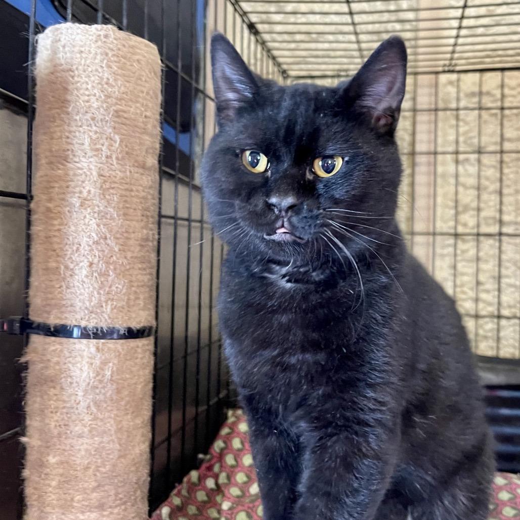 Enlarge Rune, a Adoptable Domestic Short Hair in Park Falls, WI image 3/5