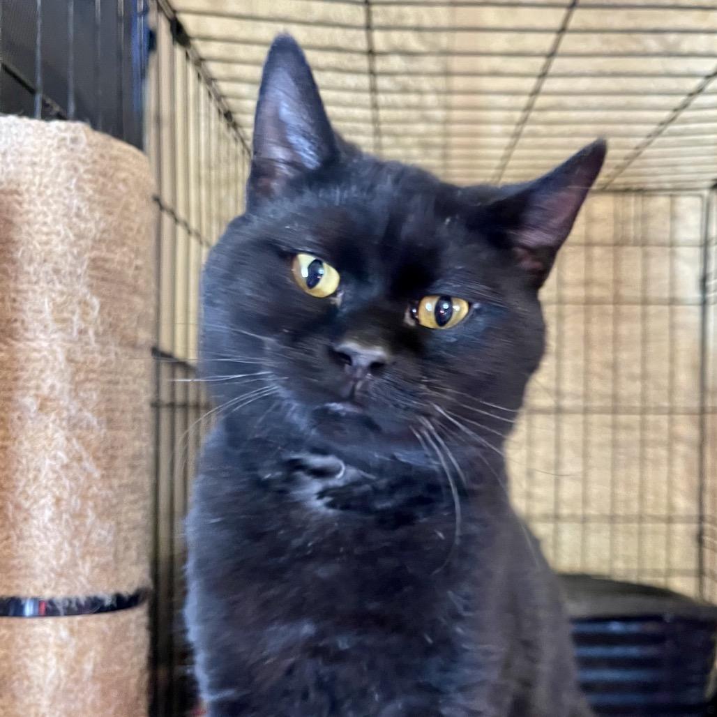 Enlarge Rune, a Adoptable Domestic Short Hair in Park Falls, WI image 4/5