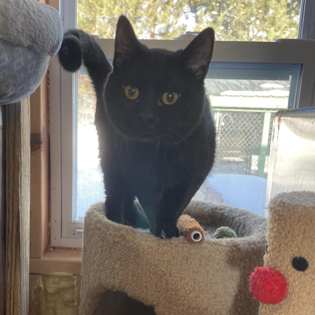 Enlarge Rune, a Adoptable Domestic Short Hair in Park Falls, WI image 5/5