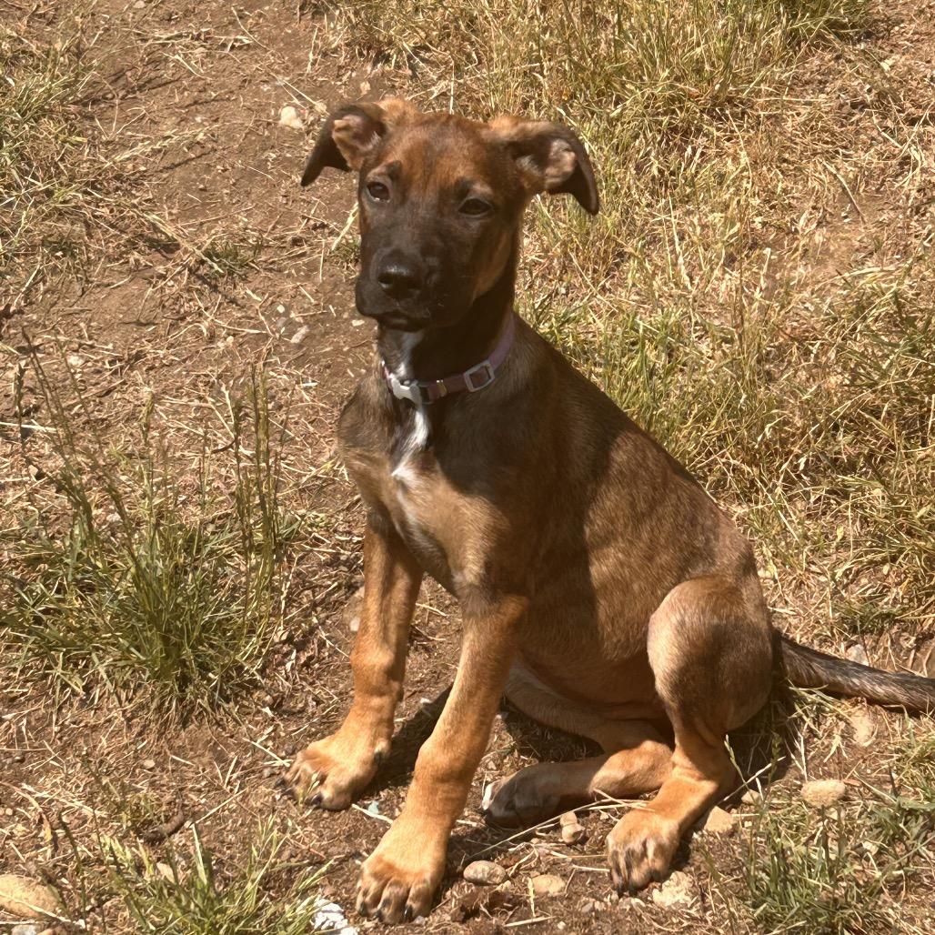 Plum, Adoptable, Young Female Terrier.