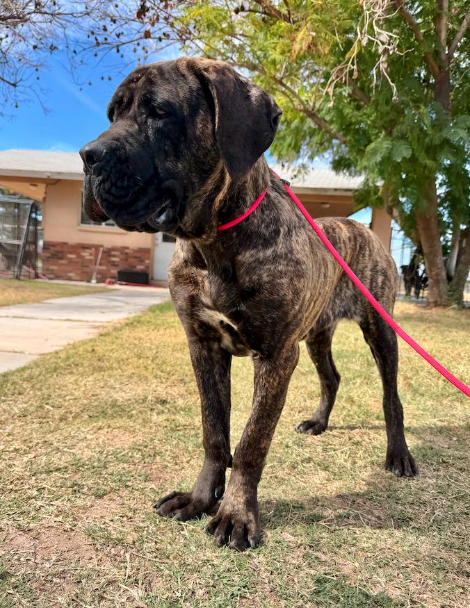 Enlarge Belle - Adoption pending, a Adopted Cane Corso in Glendale, AZ image 1/2