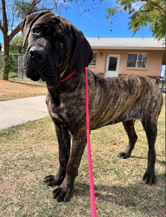Enlarge Belle - Adoption pending, a Adopted Cane Corso in Glendale, AZ image 2/2
