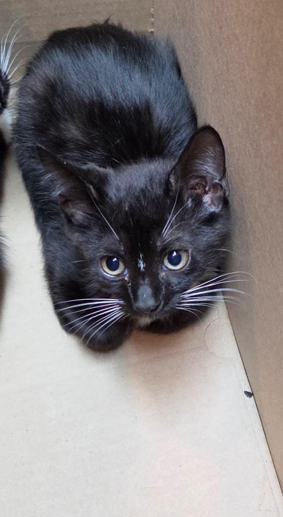 BOOTS FKA Hannah, Adopted, Kitten Female Domestic Short Hair.