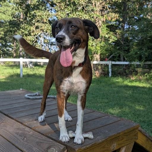 Enlarge Carrie - AVAILABLE TO FOSTER OR ADOPT, a Adopted Mixed Breed in Clayton, NC image 6/6