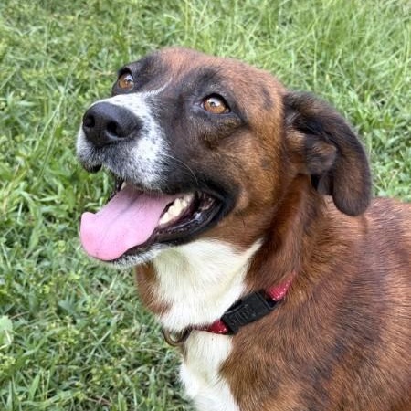 Carrie - AVAILABLE TO FOSTER OR ADOPT, ADOPTABLE, Young Female Mixed Breed.
