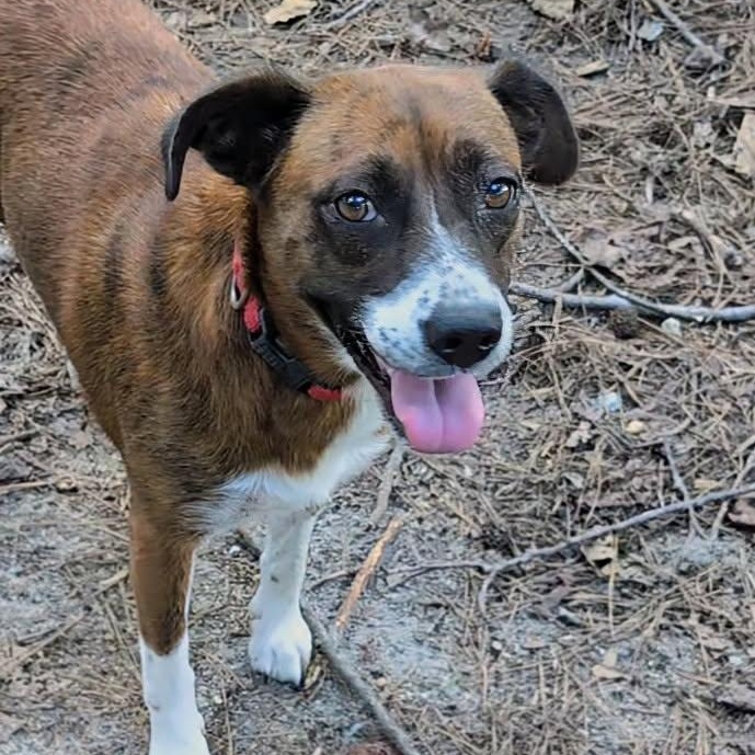 Enlarge Carrie - AVAILABLE TO FOSTER OR ADOPT, a Adopted Mixed Breed in Clayton, NC image 5/6