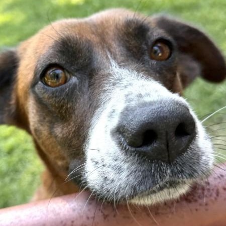Enlarge Carrie - AVAILABLE TO FOSTER OR ADOPT, a Adopted Mixed Breed in Clayton, NC image 3/6
