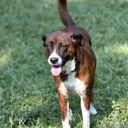 Enlarge Carrie - AVAILABLE TO FOSTER OR ADOPT, a Adopted Mixed Breed in Clayton, NC image 4/6