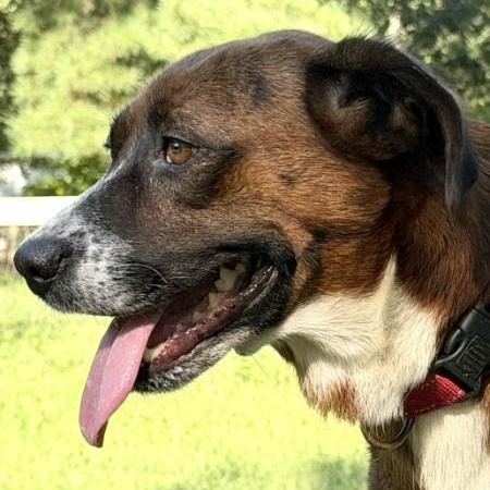 Enlarge Carrie - AVAILABLE TO FOSTER OR ADOPT, a Adopted Mixed Breed in Clayton, NC image 2/6