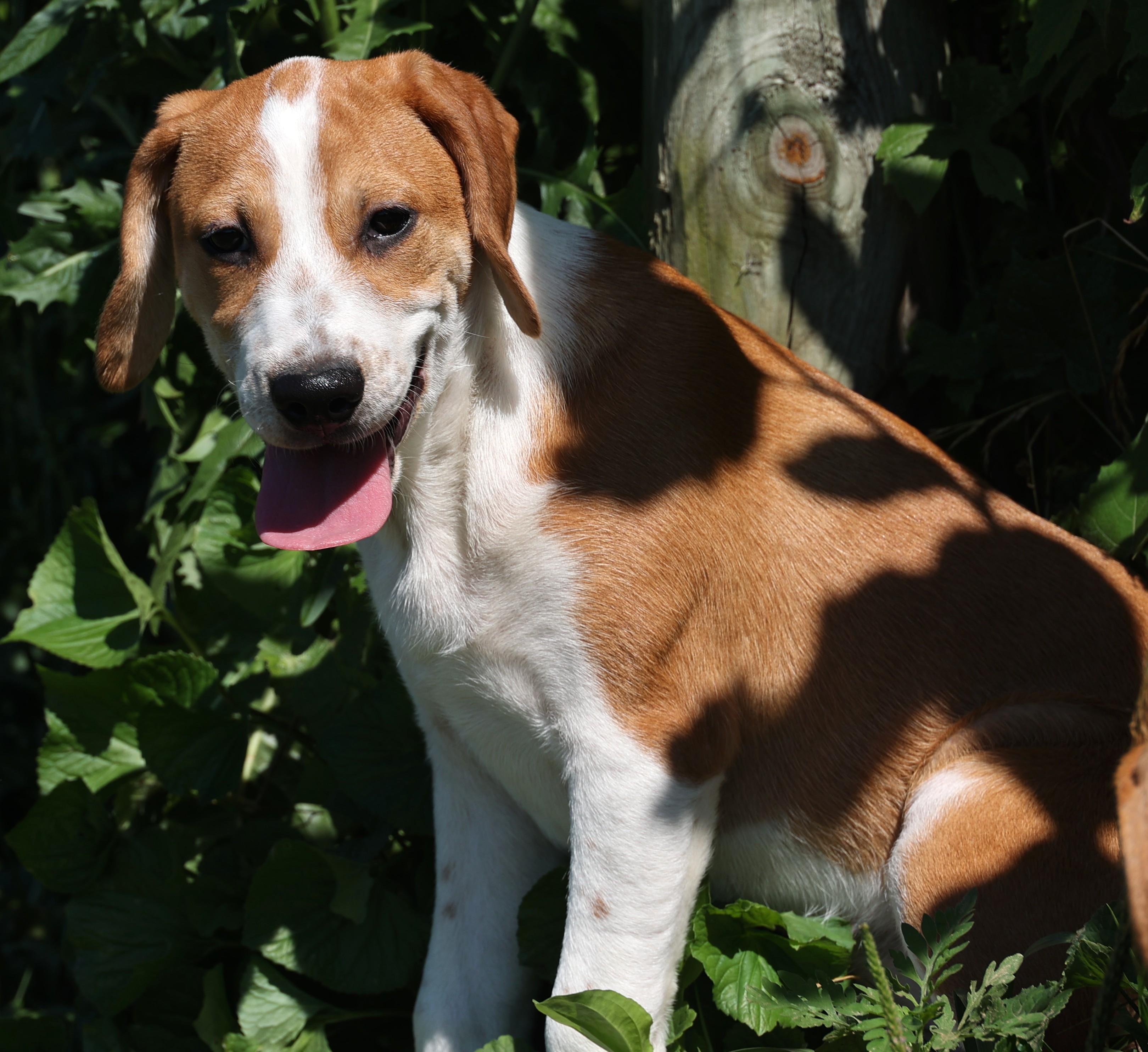 Enlarge Winnie-Available www.lhar.dog to apply, an adoptable mixed breed in Frederick, MD image 3/6