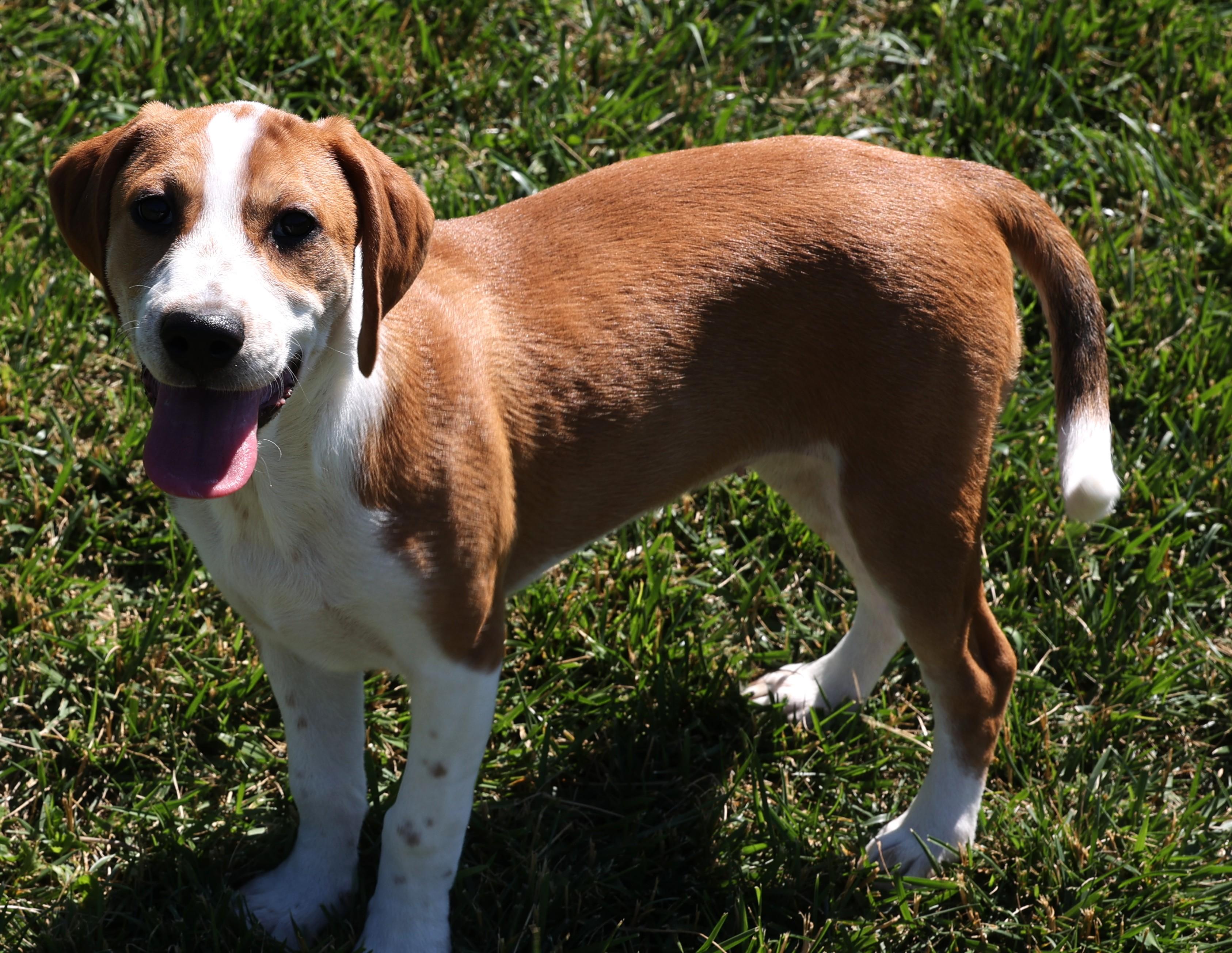 Enlarge Winnie-Available www.lhar.dog to apply, an adoptable mixed breed in Frederick, MD image 4/6