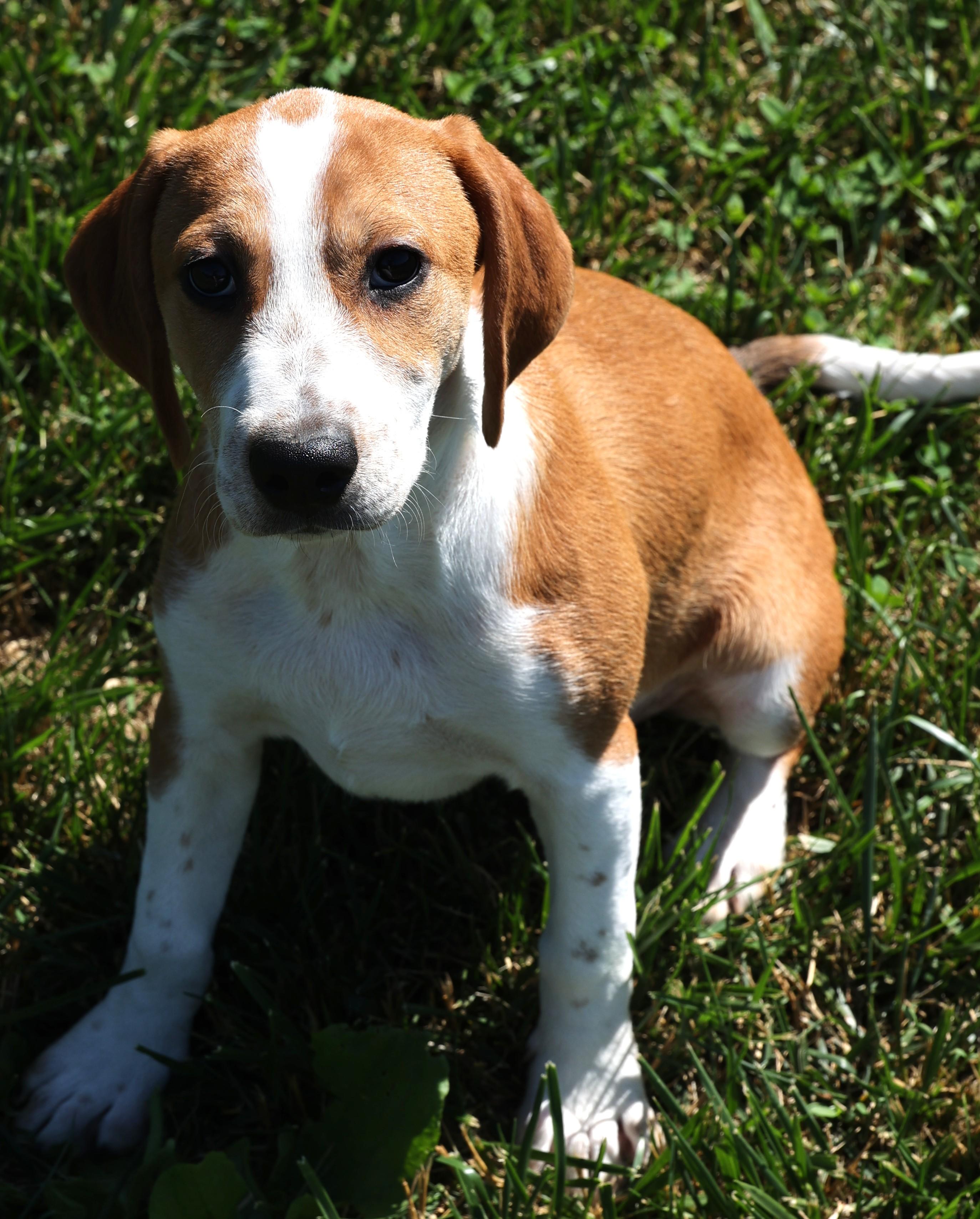 Enlarge Winnie-Available www.lhar.dog to apply, an adoptable mixed breed in Frederick, MD image 2/6