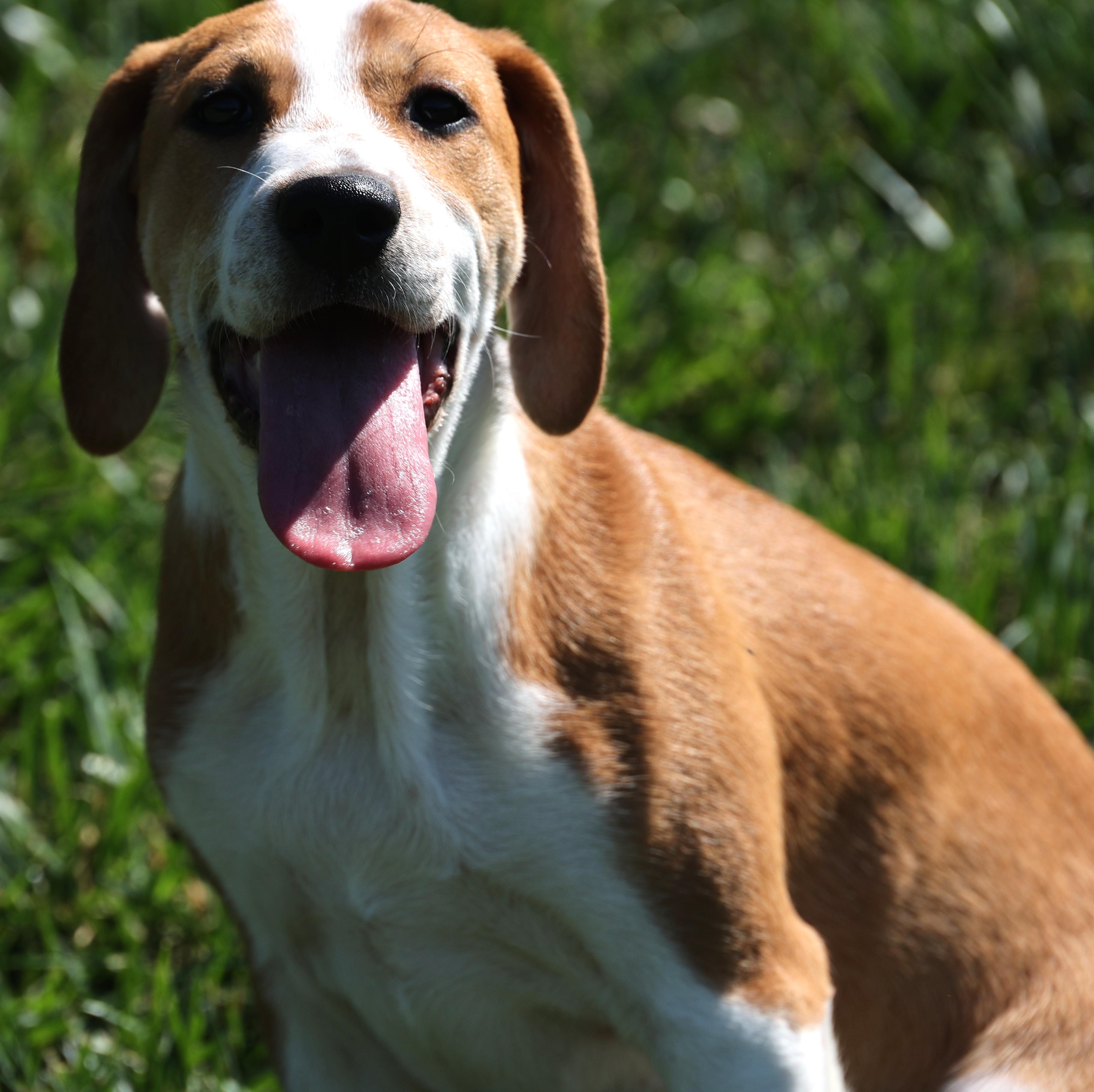 Winnie-Available www.lhar.dog to apply, adoptable, Puppy Female Beagle.