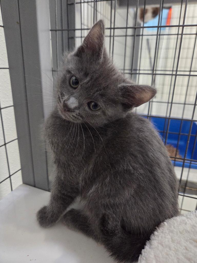 Jolly Roger, Adoptable, Kitten Male Domestic Short Hair.