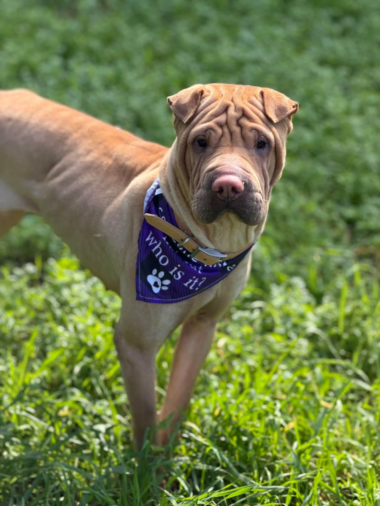 Enlarge Autumn, a ADOPTABLE Shar-Pei in Pomona, CA image 4/6