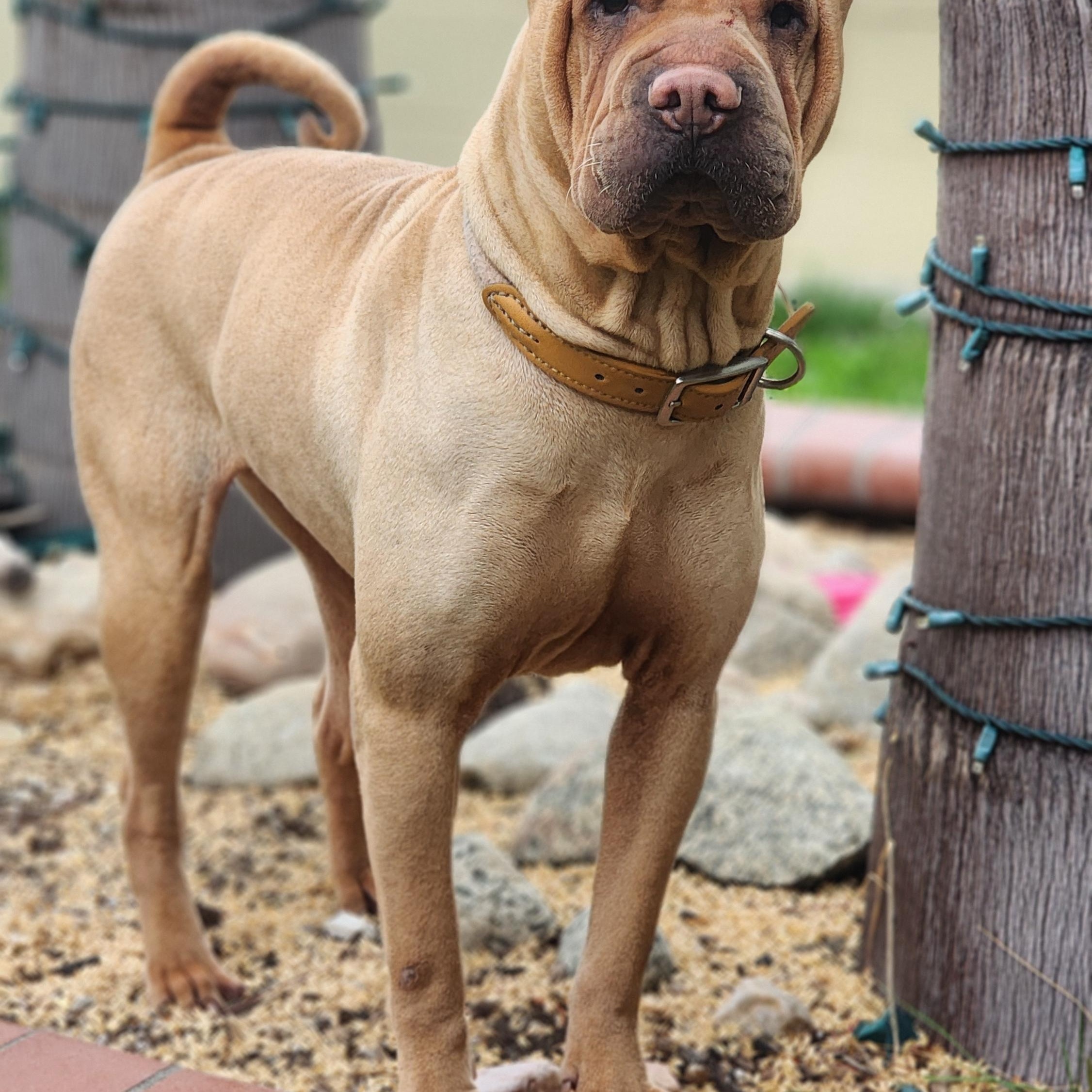Enlarge Autumn, a ADOPTABLE Shar-Pei in Pomona, CA image 6/6