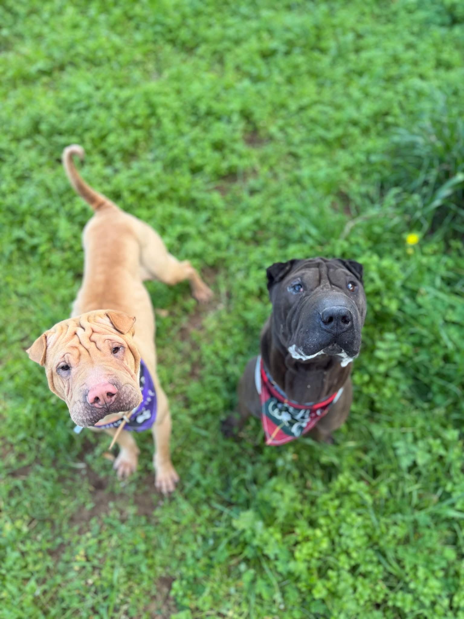 Enlarge Autumn, a ADOPTABLE Shar-Pei in Pomona, CA image 2/6