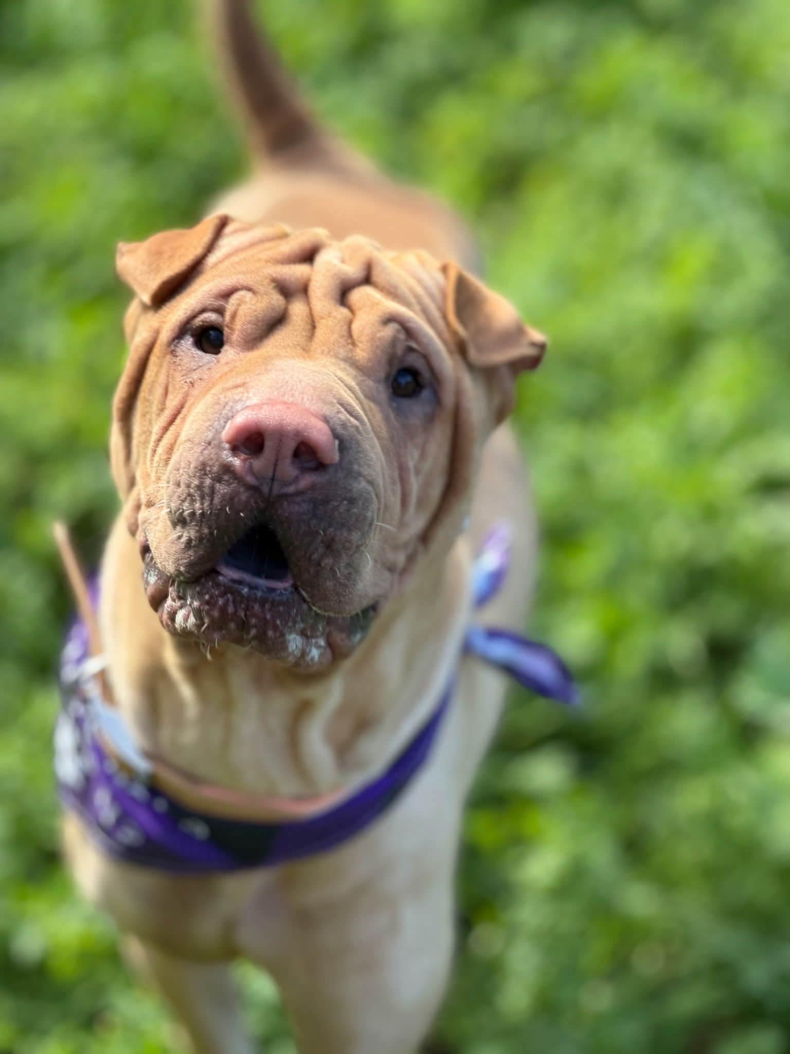 Enlarge Autumn, a ADOPTABLE Shar-Pei in Pomona, CA image 1/6