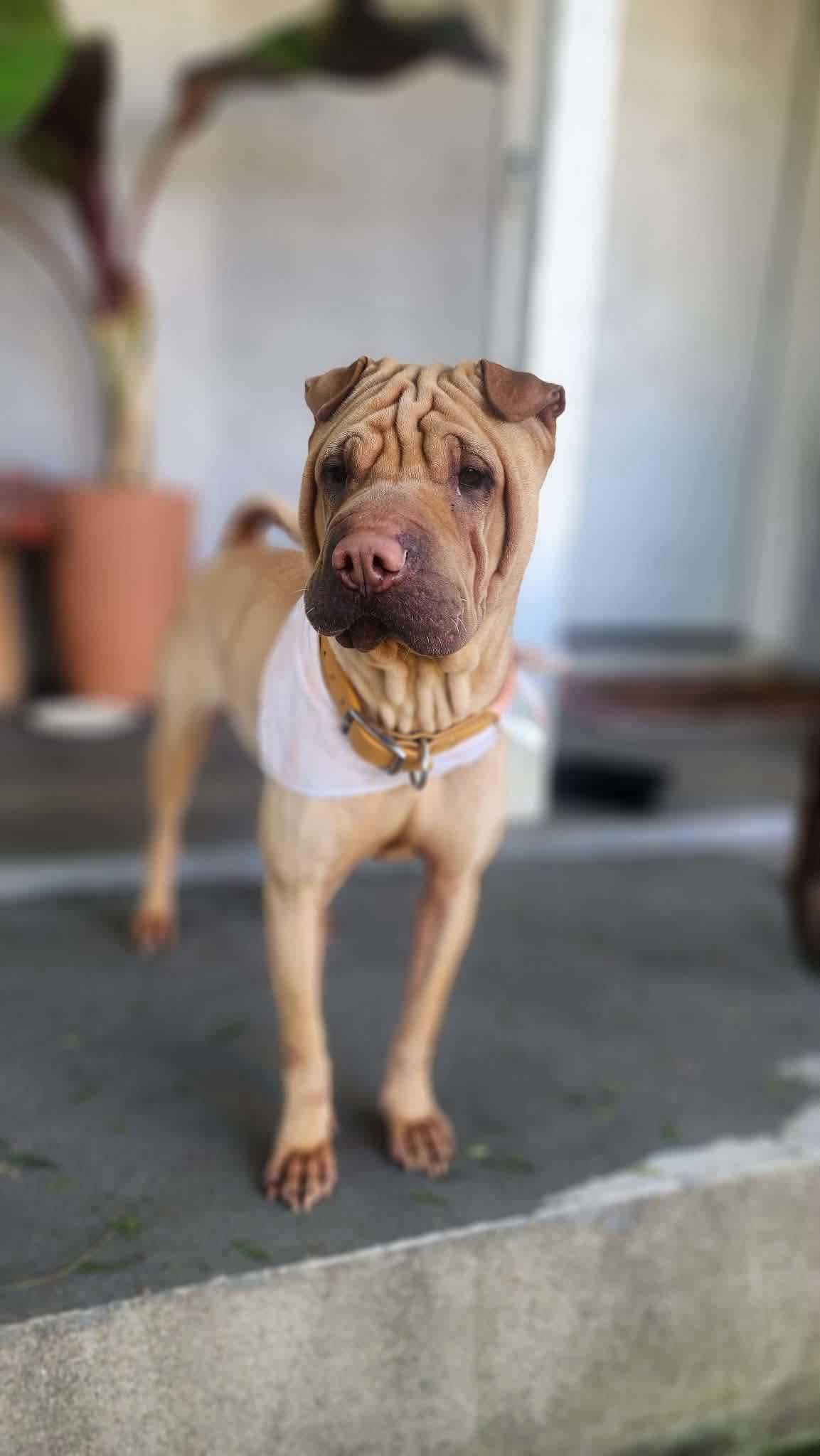 Enlarge Autumn, a ADOPTABLE Shar-Pei in Pomona, CA image 3/6