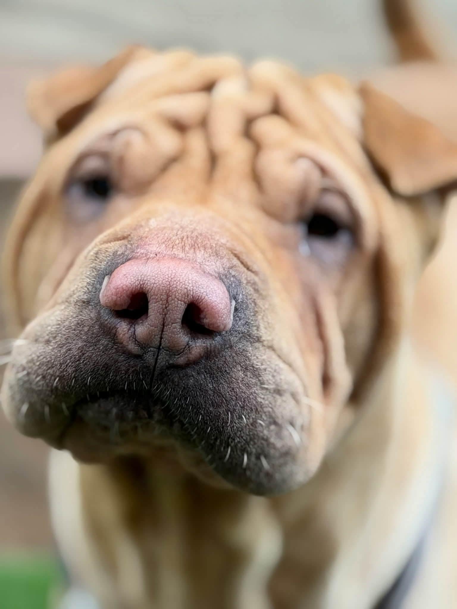 Enlarge Autumn, a ADOPTABLE Shar-Pei in Pomona, CA image 5/6